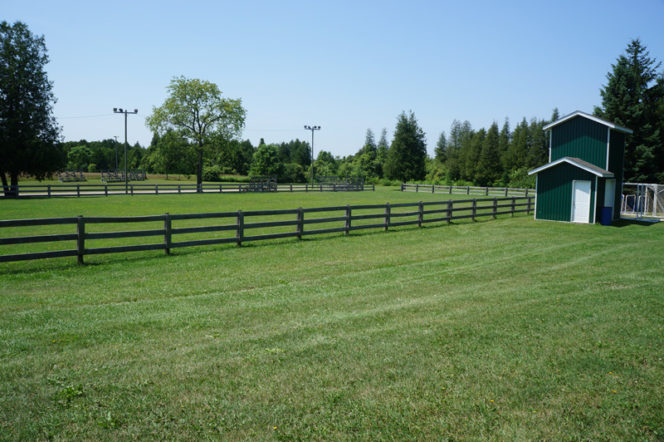 Horse paddock