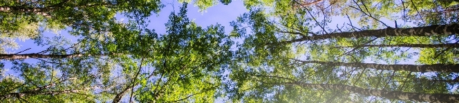 Looking up at a forest from the ground. 